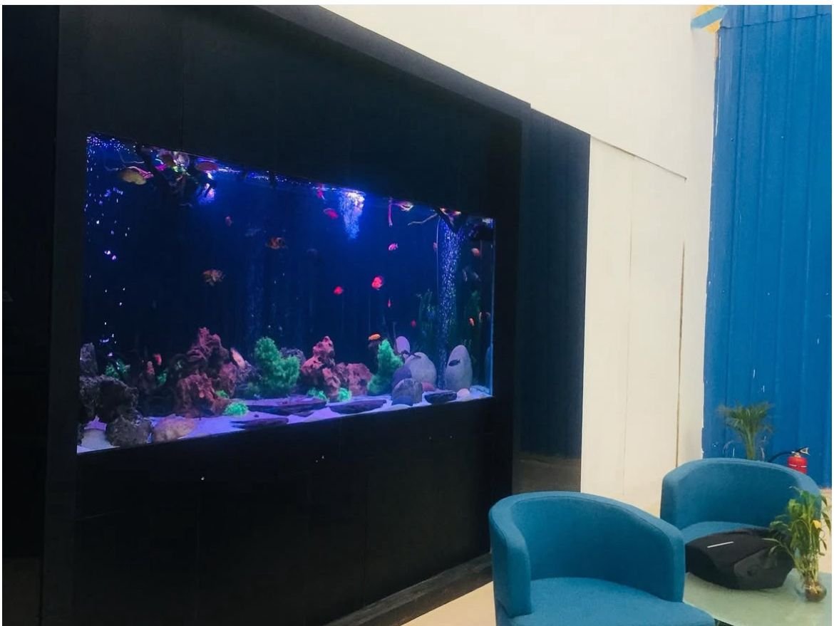 Professional Aquarium Maintenance in Sector 63, Gurgaon